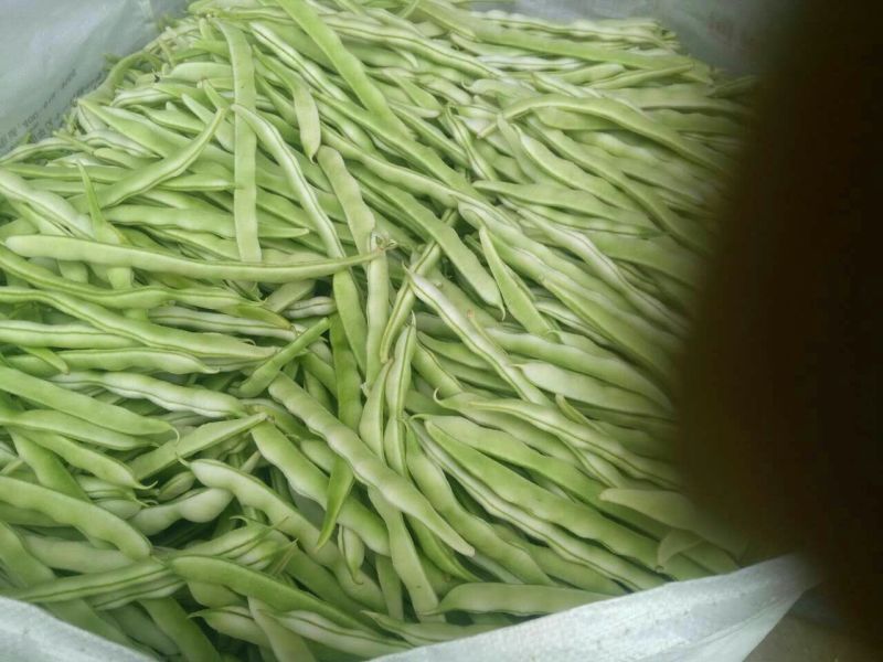 白条豆角20厘米以上