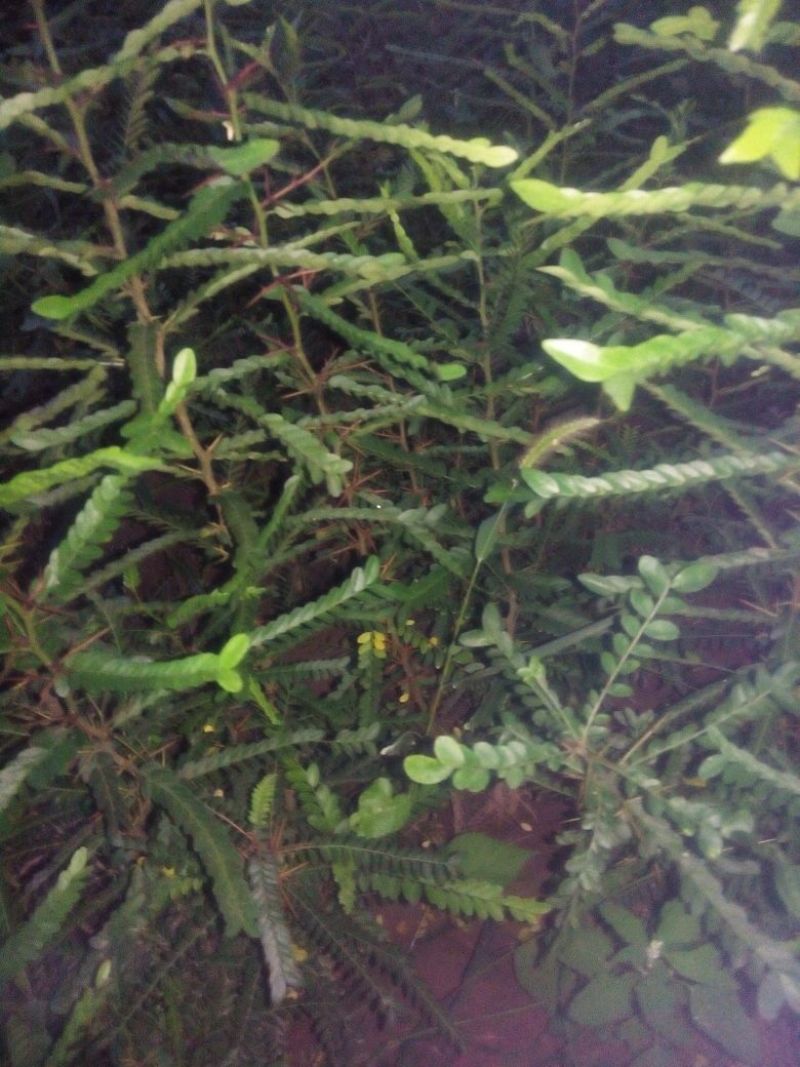 皂角树苗50~80cm