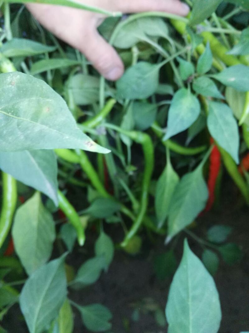 红线椒15~20厘米中辣红