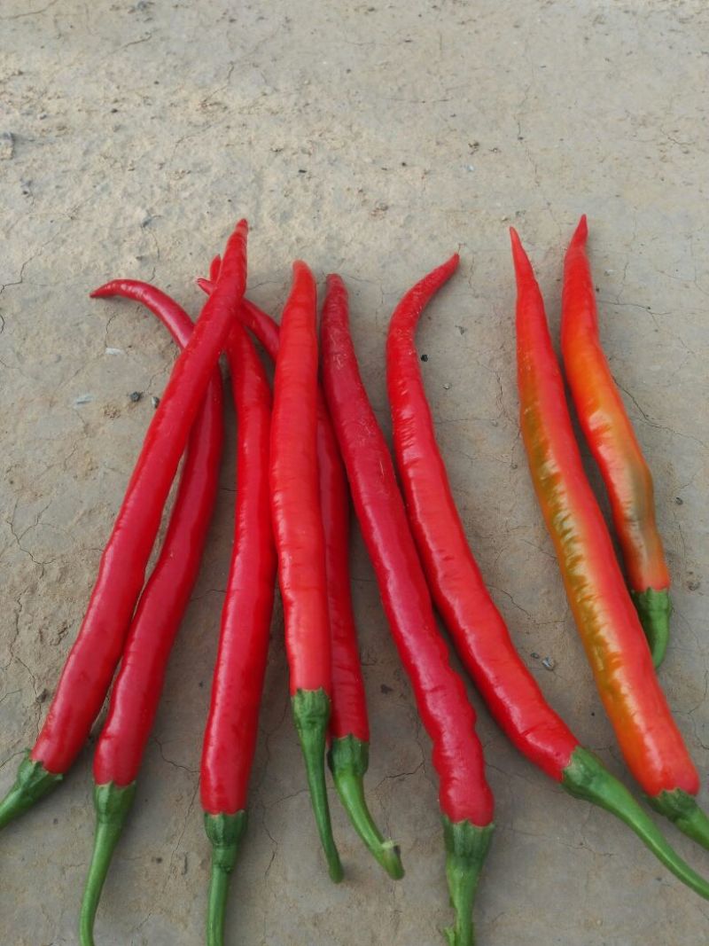 红线椒15~20厘米中辣红