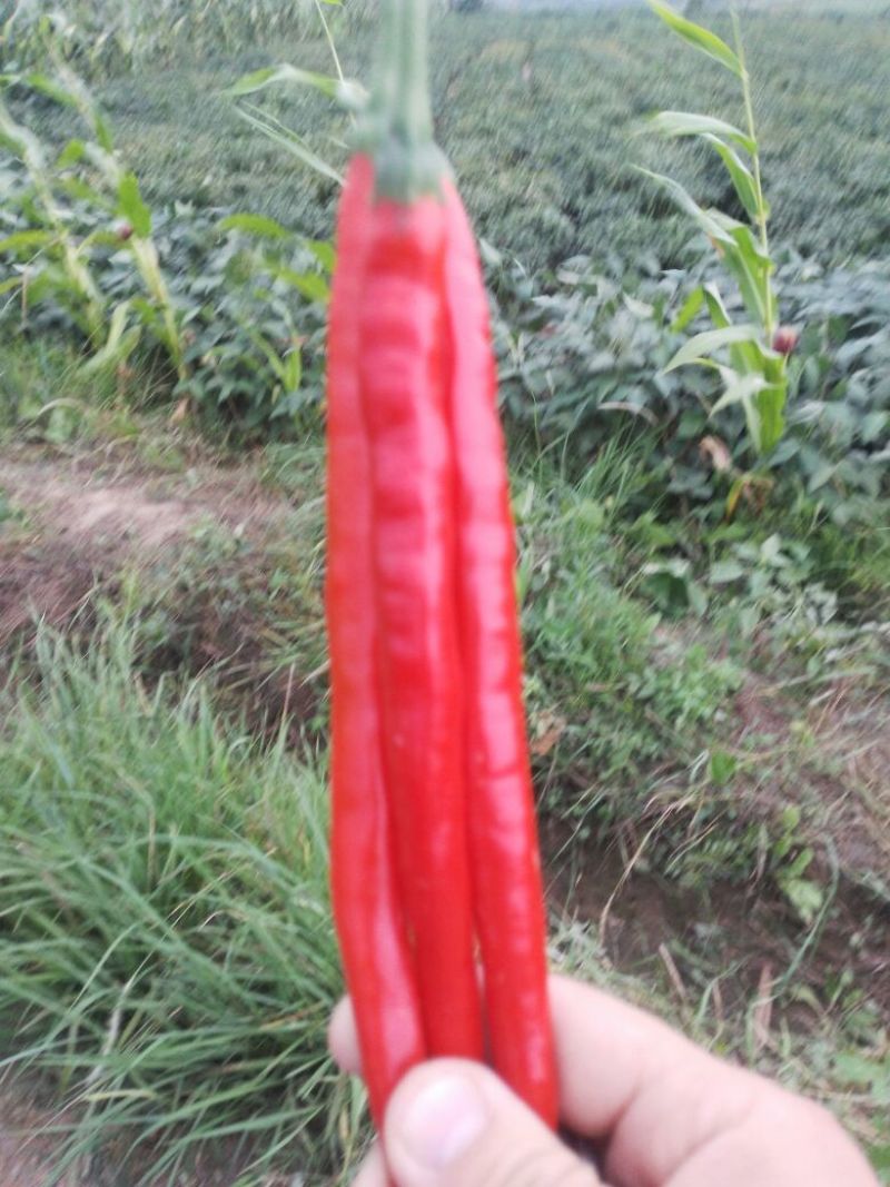 红线椒15~20厘米中辣红