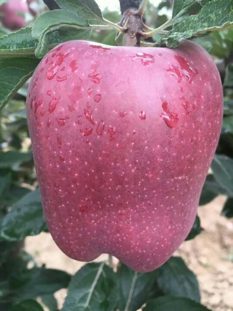 花牛70mm以上光果