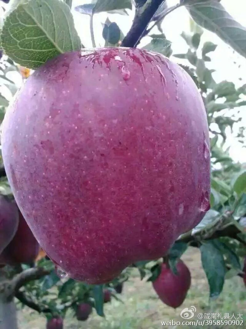 花牛70mm以上光果