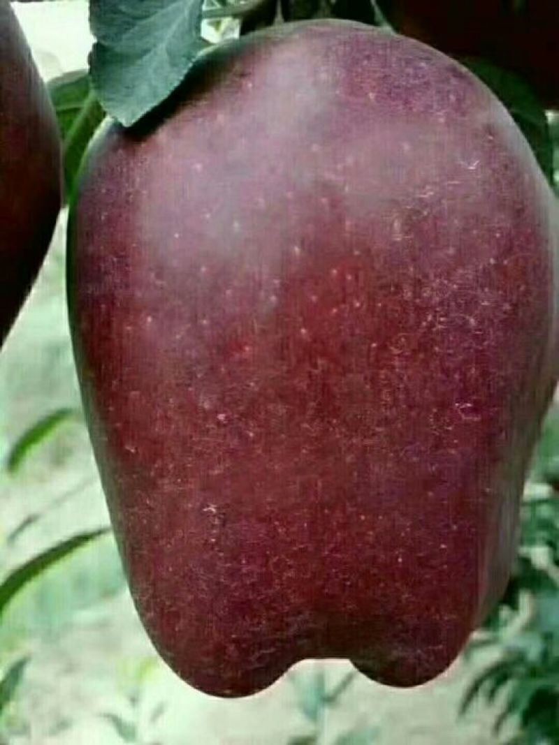 花牛70mm以上光果