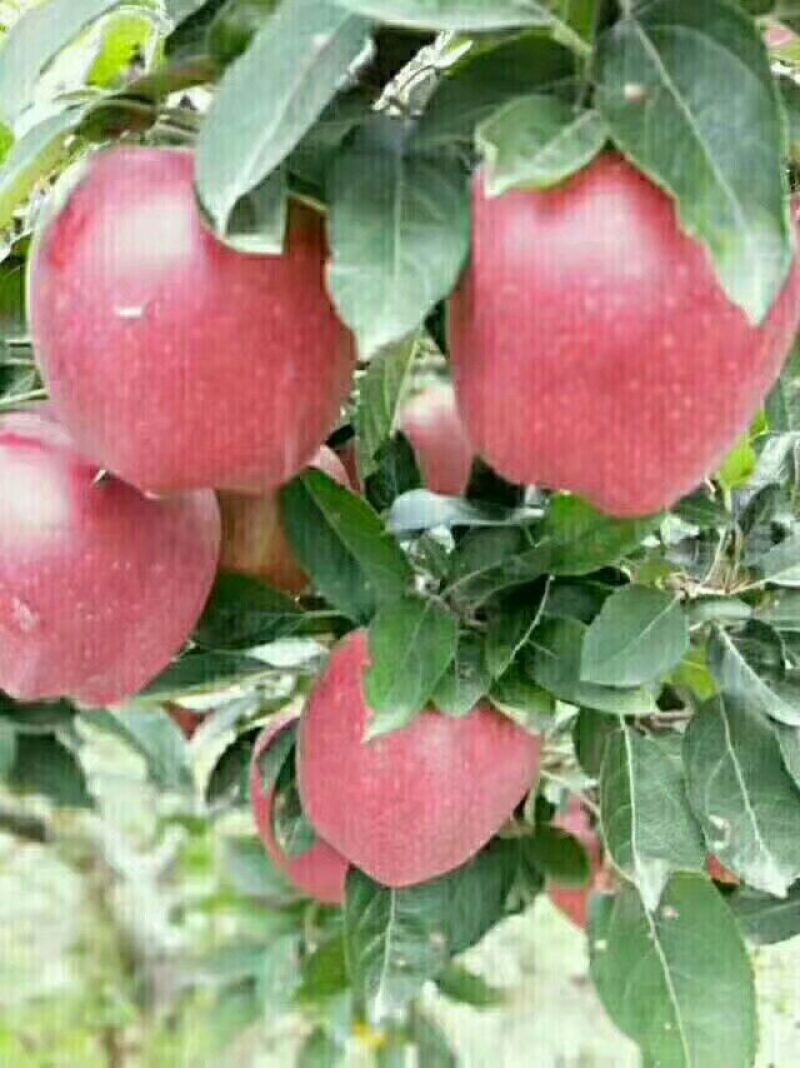 花牛70mm以上光果