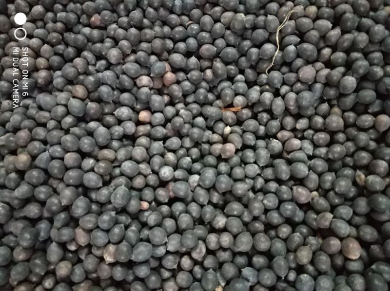 江西产地铁莲子带壳干莲子颗粒饱满品质好