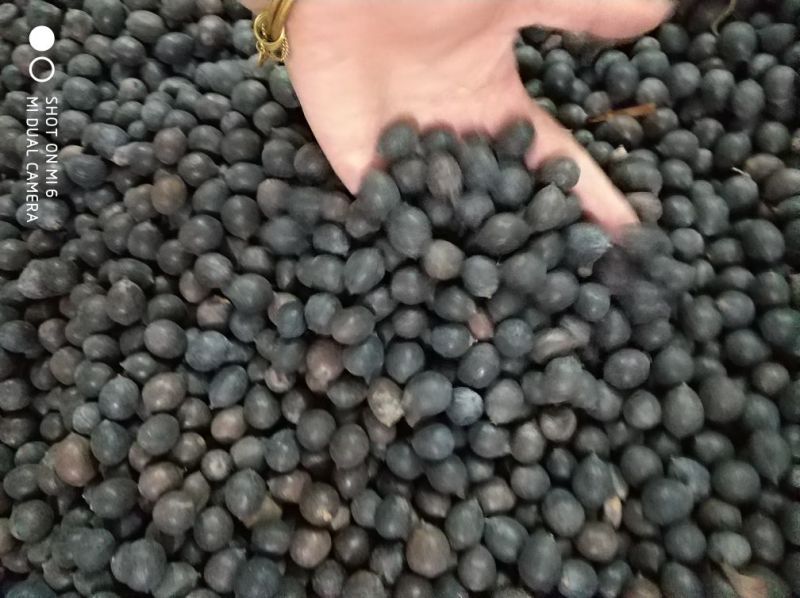 江西产地铁莲子带壳干莲子颗粒饱满品质好