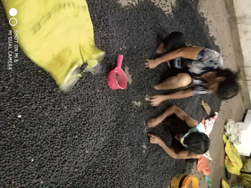 江西产地铁莲子带壳干莲子颗粒饱满品质好