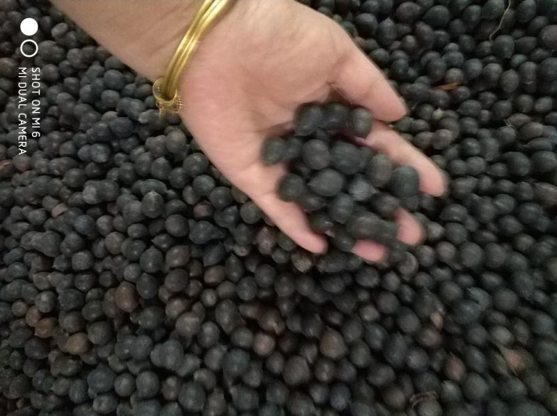 江西产地铁莲子带壳干莲子颗粒饱满品质好