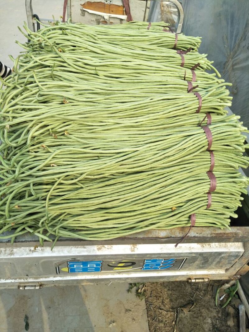 长豆角80厘米以上