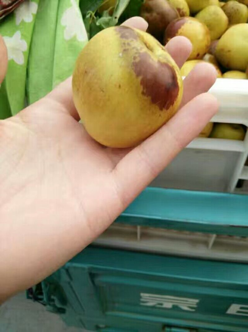 沾化冬枣电商，平台专业代发–预售中