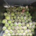菠萝蜜10~15公斤