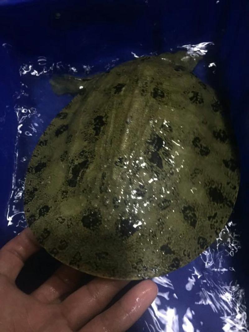 1-3斤黑花甲鱼有意咨询中华鳖水鱼