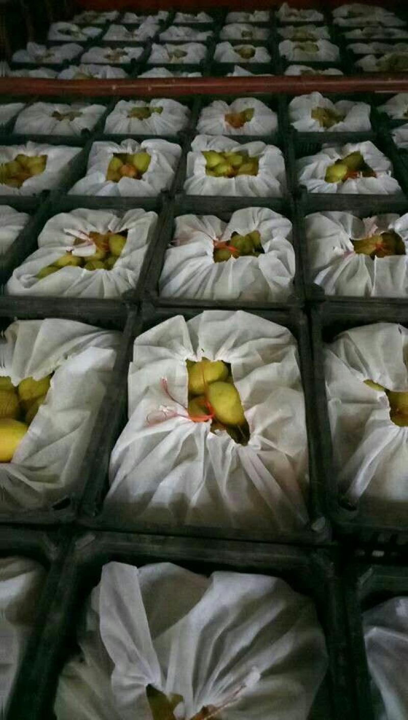 陕西精品红香酥梨口感好，筐装箱箱装包100~150g