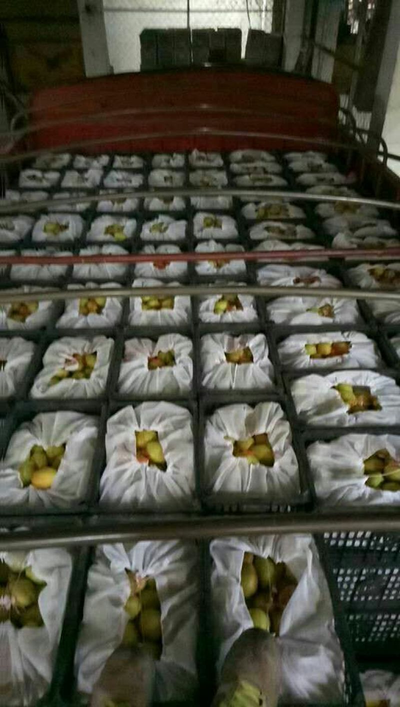 陕西精品红香酥梨口感好，筐装箱箱装包100~150g