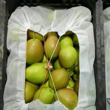 陕西精品红香酥梨口感好，筐装箱箱装包100~150g