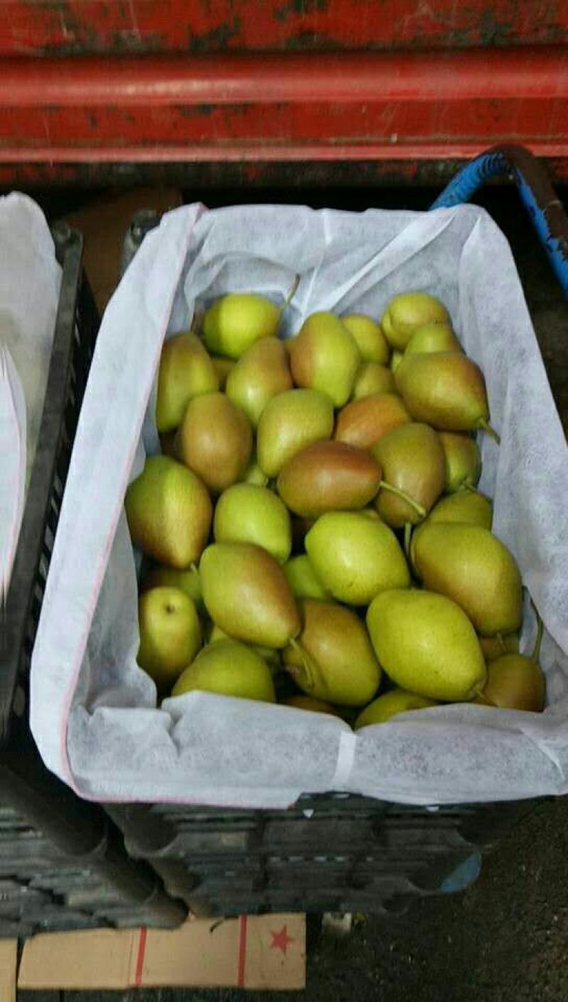 陕西精品红香酥梨口感好，筐装箱箱装包100~150g