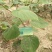 红阳猕猴桃苗嫁接苗0.8~1cm70~90cm