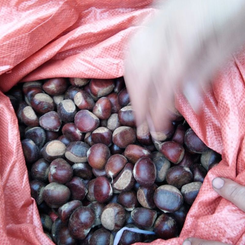 野生板栗炒栗种中栗