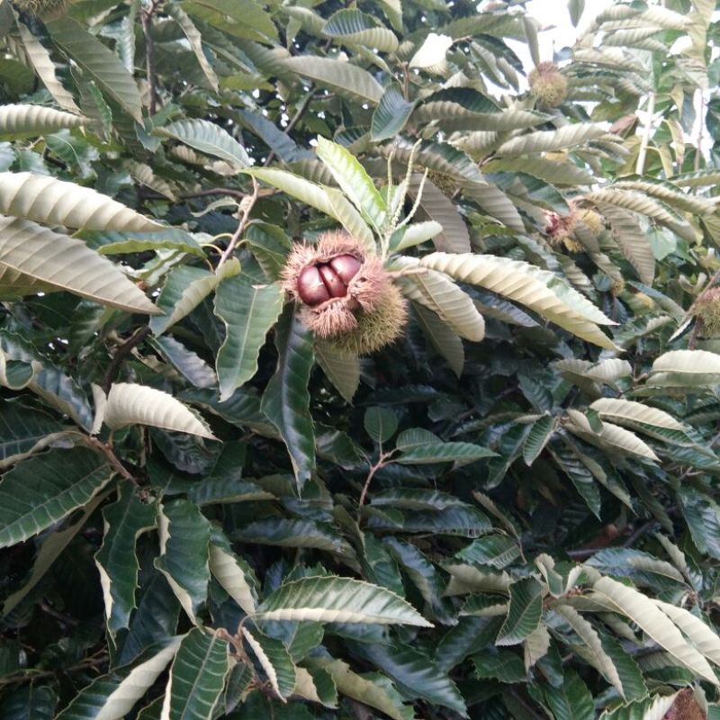 野生板栗炒栗种中栗