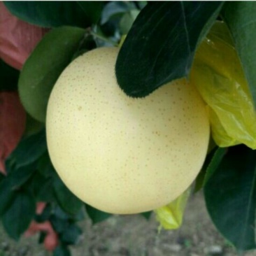 黄金梨350~400g纸加膜