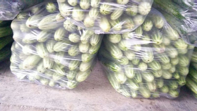 旱黄瓜18~22公分高山精品，富硒绿色有机蔬菜