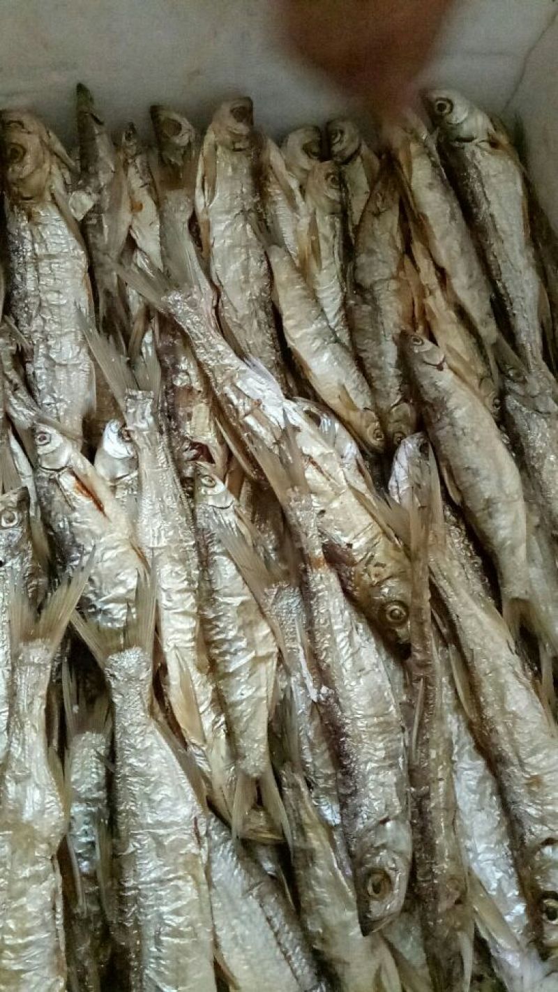 黄河刀鱼食用冰鲜鱼