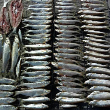 黄河刀鱼食用冰鲜鱼
