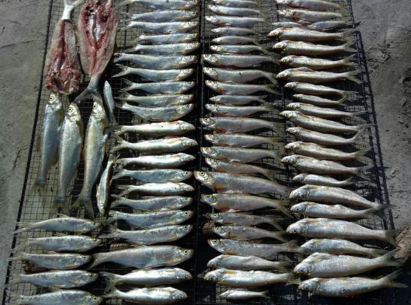 黄河刀鱼食用冰鲜鱼