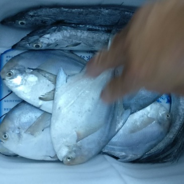 白鲳食用