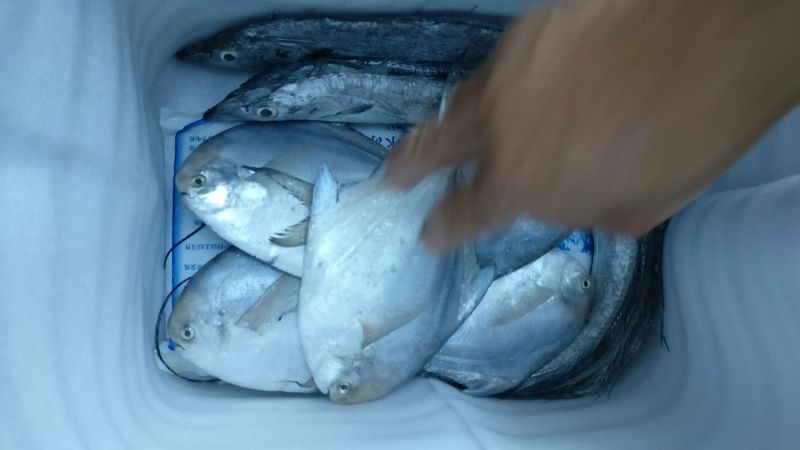 白鲳食用
