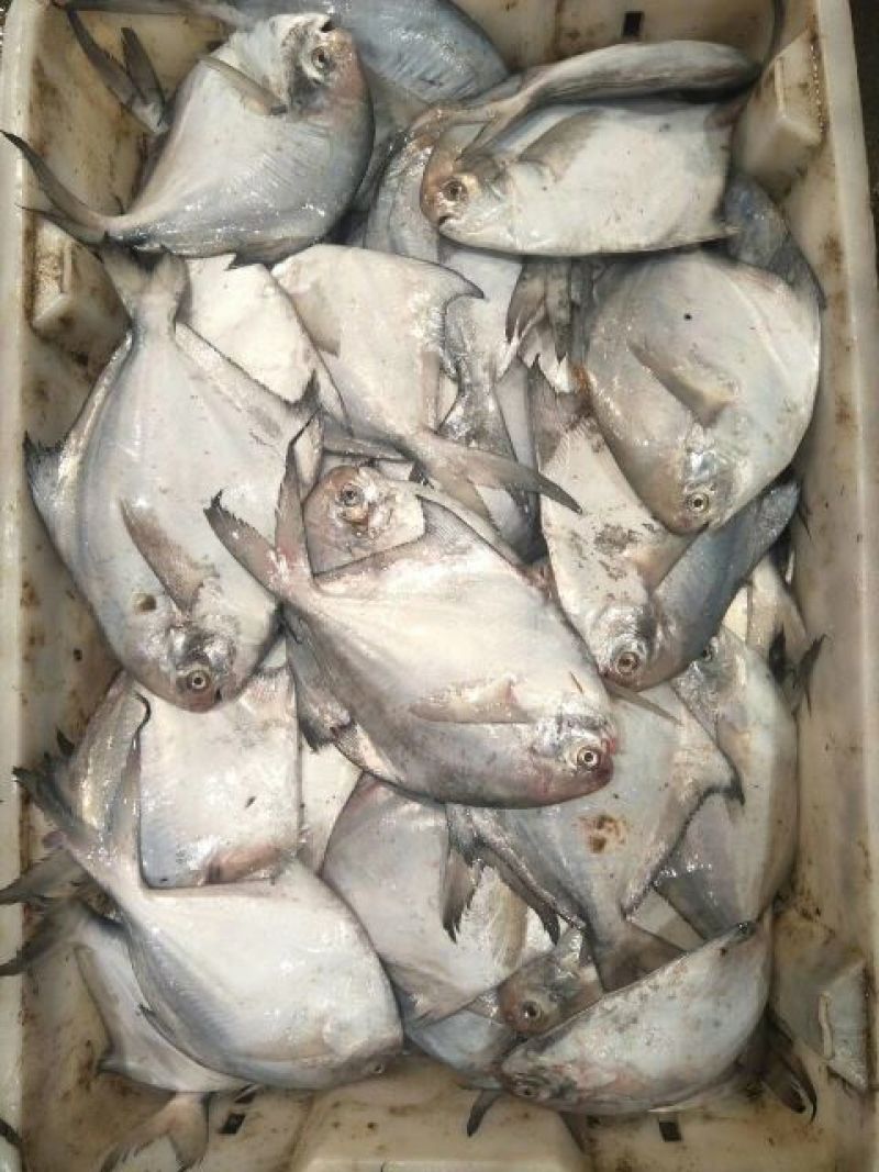 白鲳食用