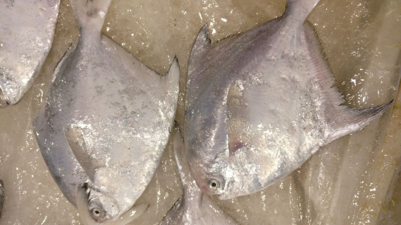 白鲳食用
