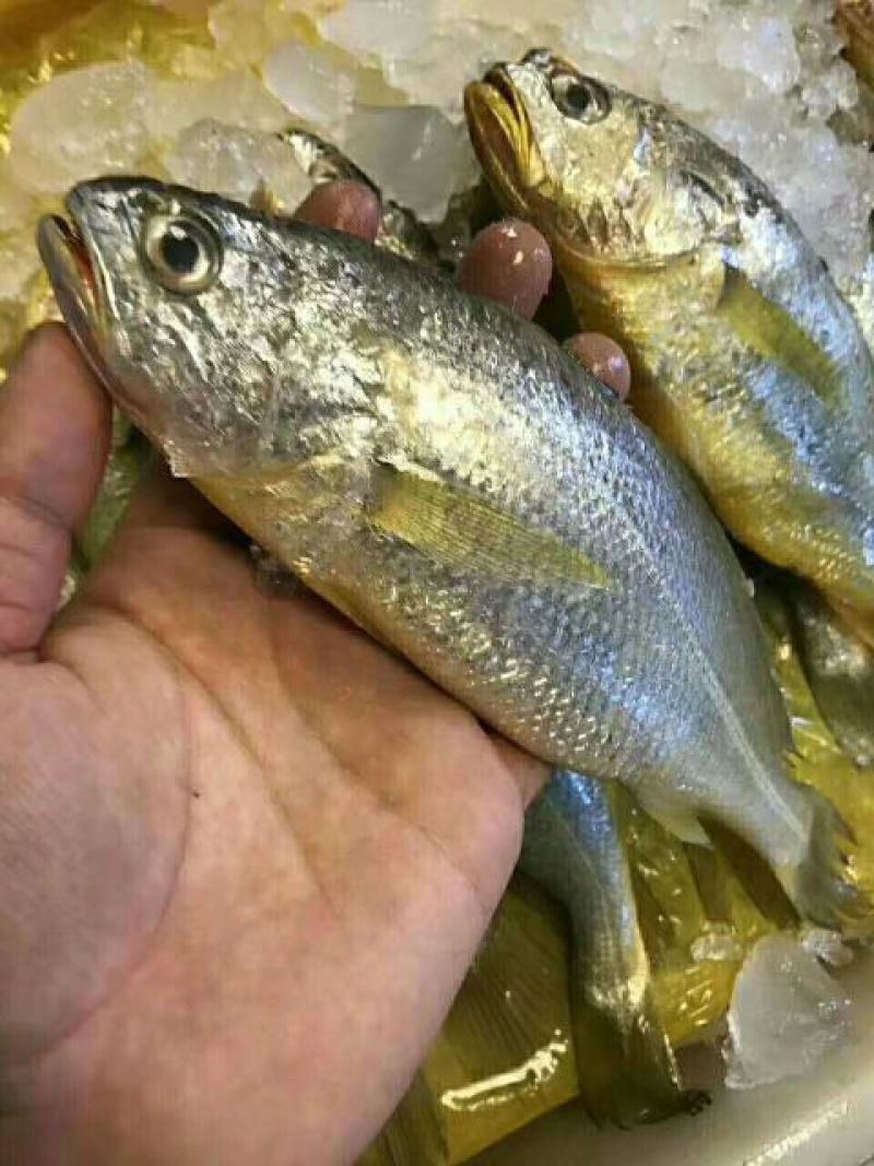 小黄鱼食用