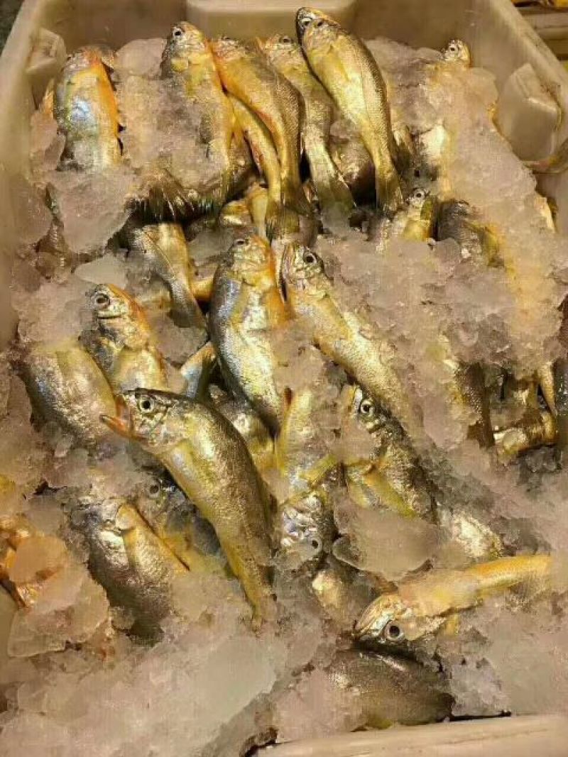 小黄鱼食用