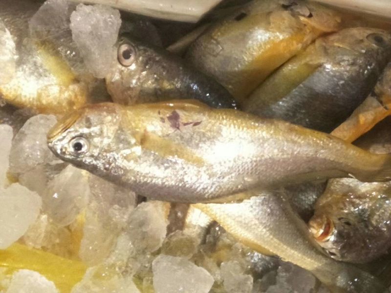 小黄鱼食用