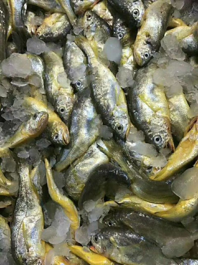 小黄鱼食用