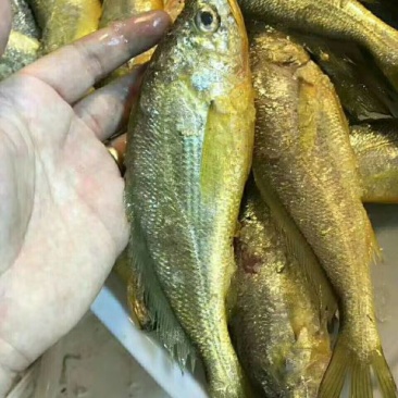 小黄鱼食用