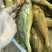 小黄鱼食用