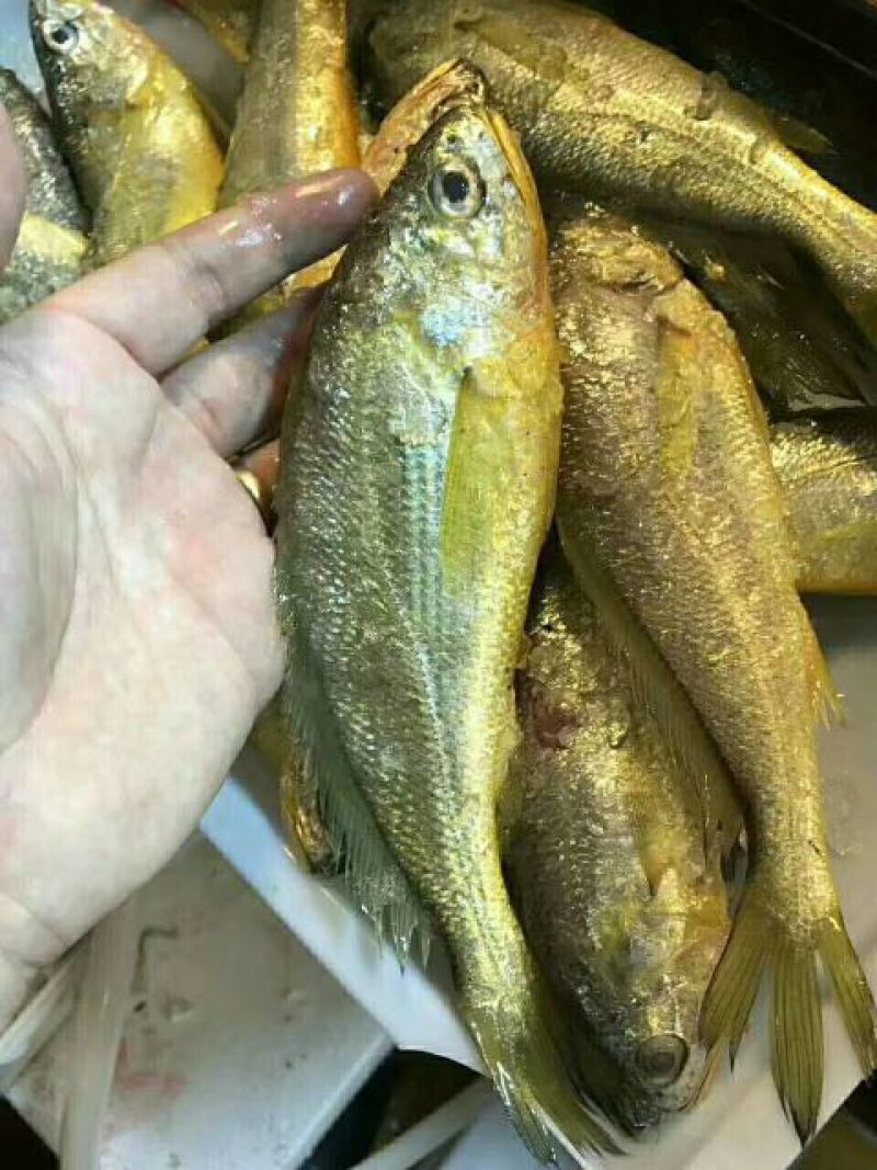 小黄鱼食用