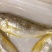 小黄鱼食用