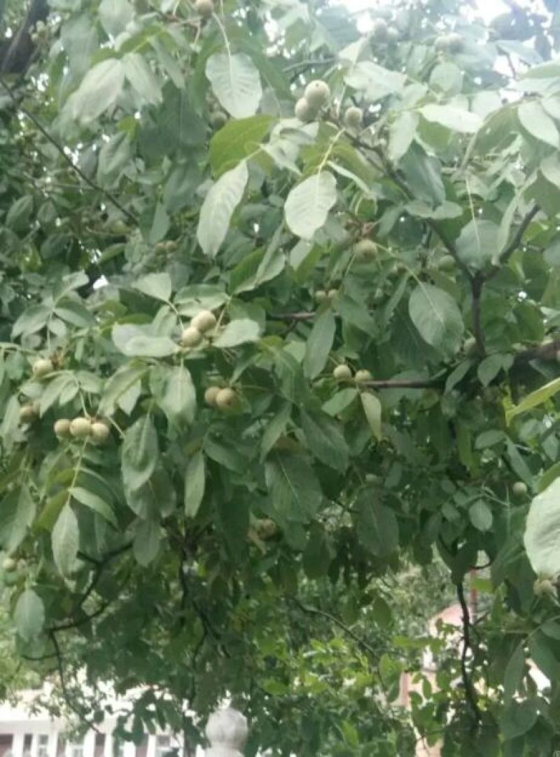 青皮核桃青皮湿