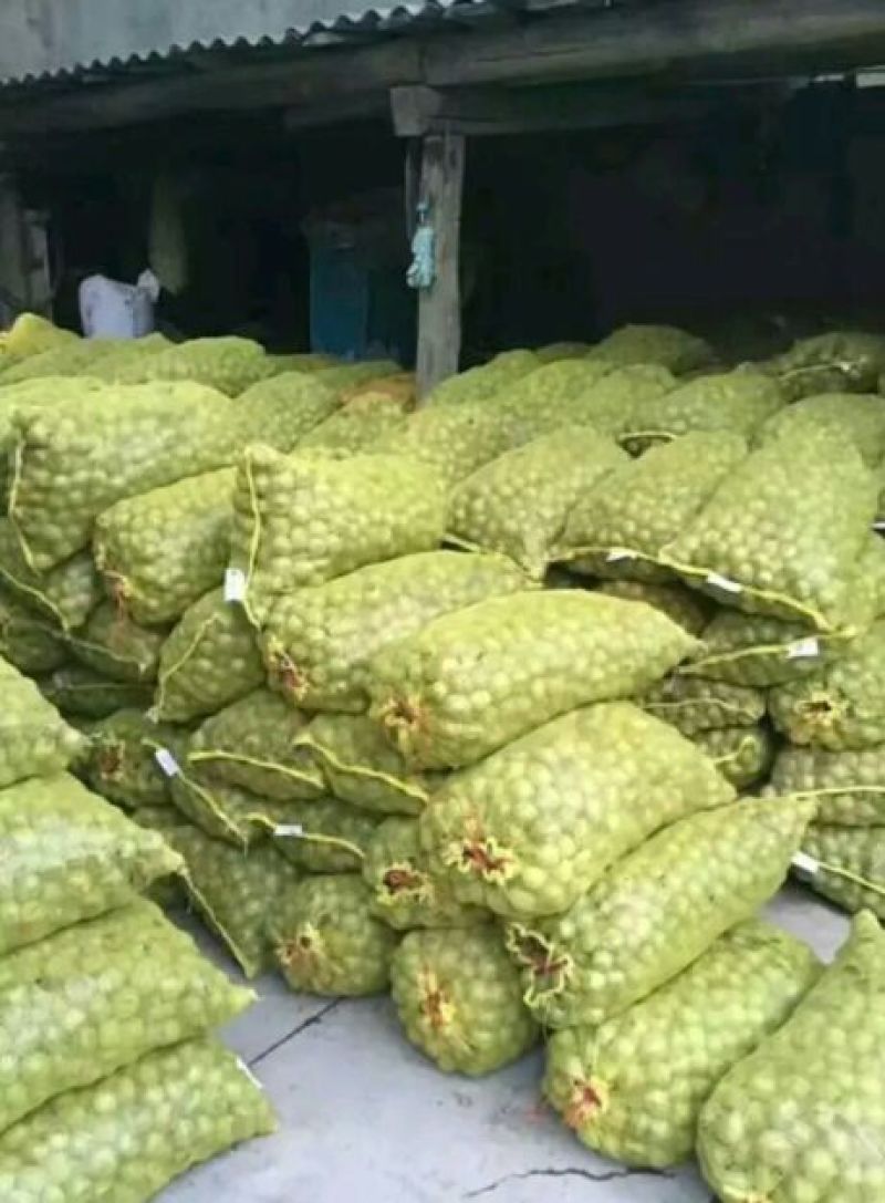 青皮核桃青皮湿