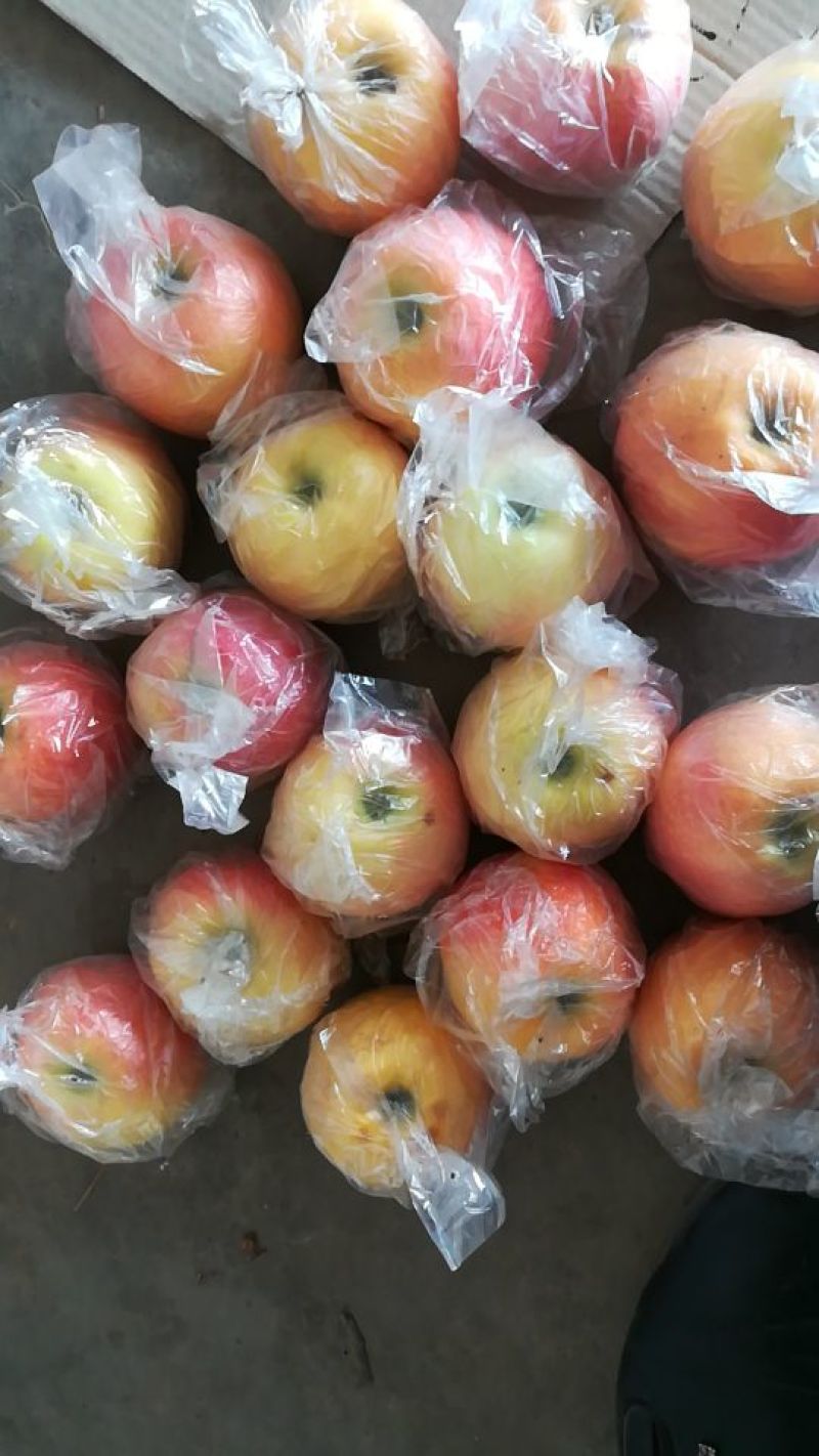 嘎啦苹果，青红不分，翠，甜，个大，商品果另外随行就市
