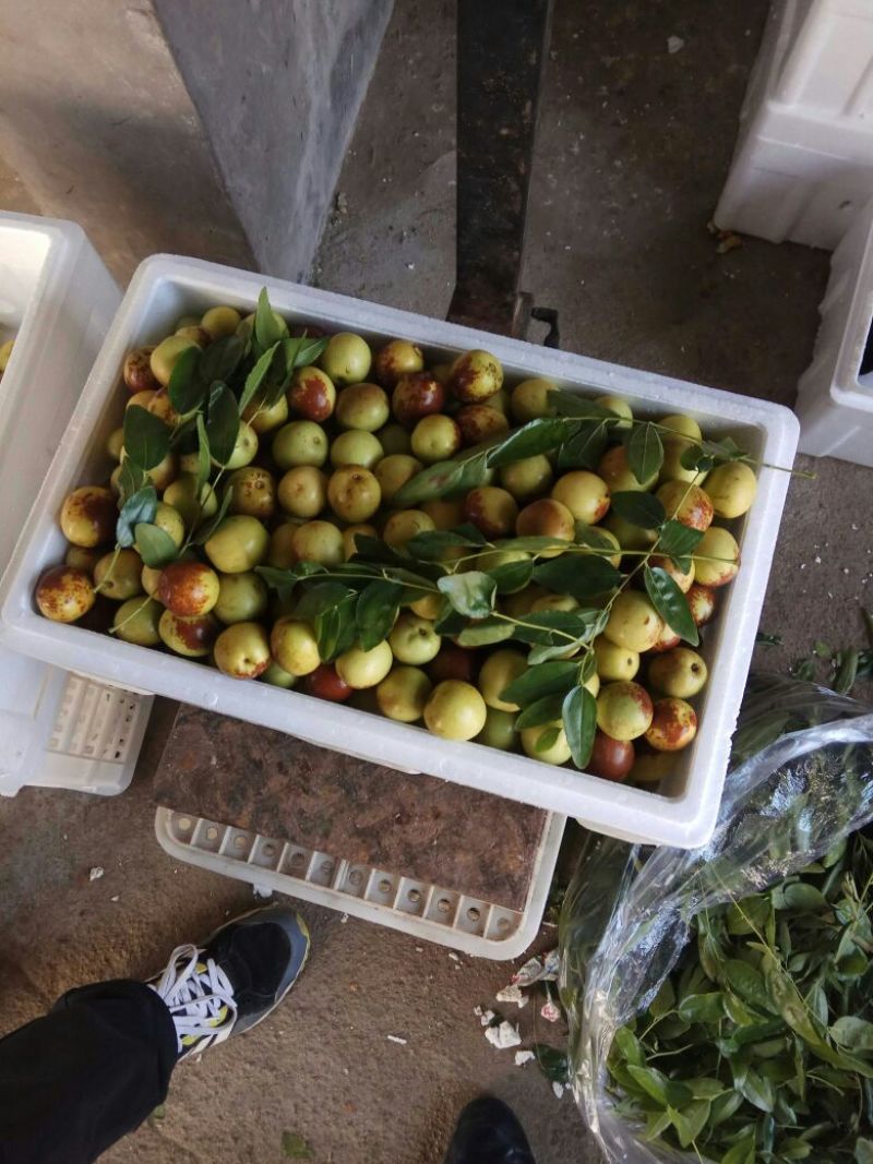 沾化冬枣拐一