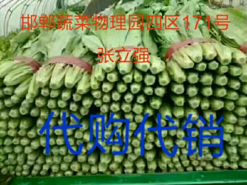 美冠20~25厘米以上