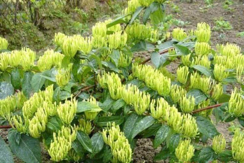 金银花色青花