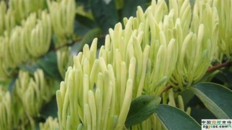 金银花色青花