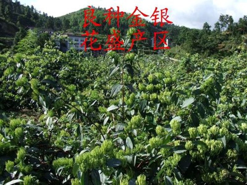 金银花色青花