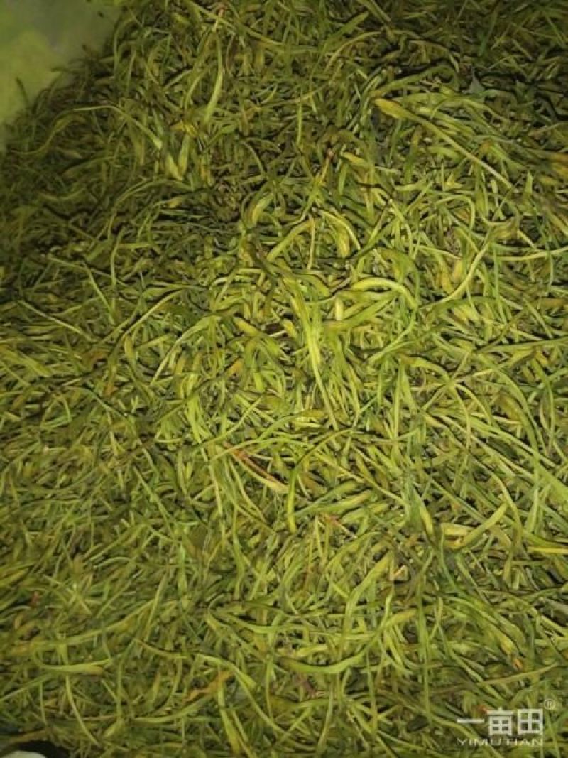 金银花色青花